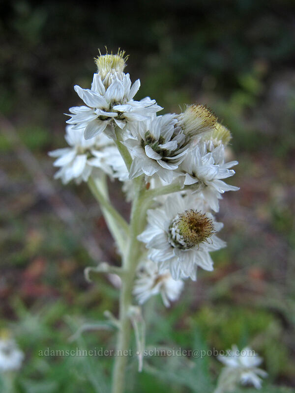 pearly everlasting (Anaphalis margaritacea) [Old Timberline Trail, Mt. Hood Wilderness, Hood River County, Oregon]