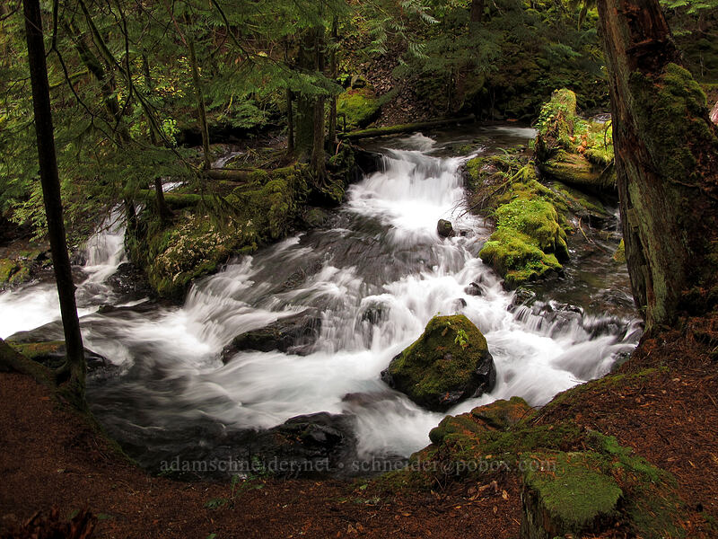 Panther Creek [Trail 137, Gifford Pinchot National Forest, Skamania County, Washington]