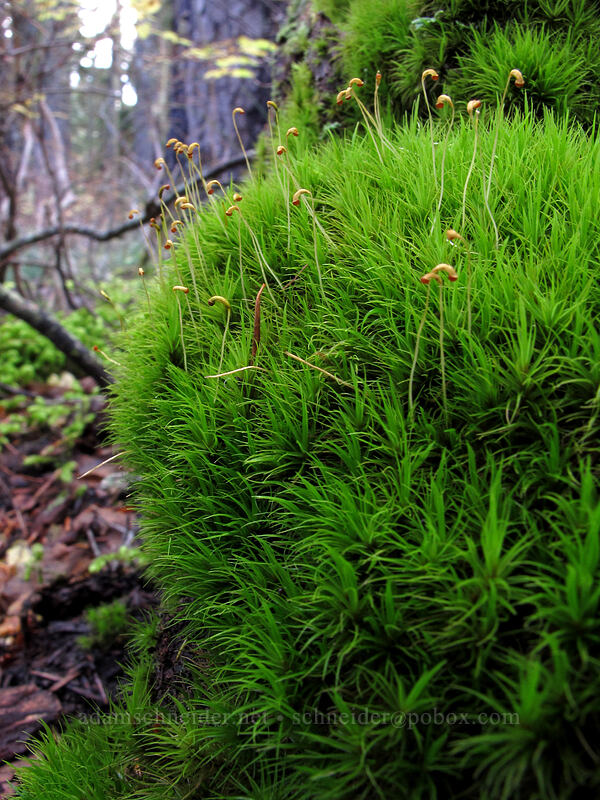 moss [Thomas Lake Trail, Indian Heaven Wilderness, Skamania County, Washington]
