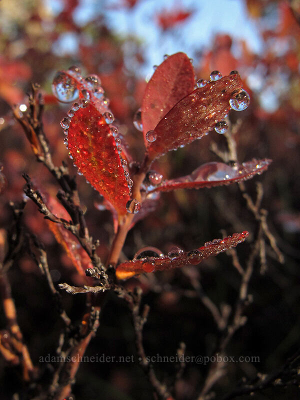 dew on huckleberry leaves (Vaccinium sp.) [Thomas Lake Trail, Indian Heaven Wilderness, Skamania County, Washington]