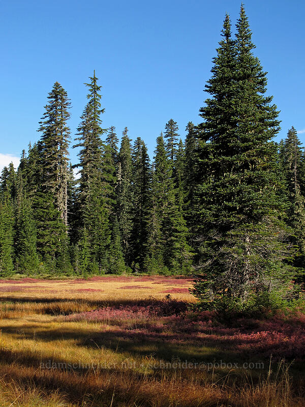autumn meadow [Thomas Lake Trail, Indian Heaven Wilderness, Skamania County, Washington]