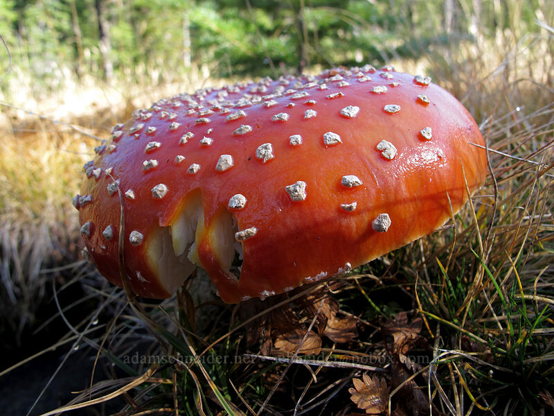 fly agaric mushroom (Amanita muscaria) [west of East Crater, Indian Heaven Wilderness, Skamania County, Washington]