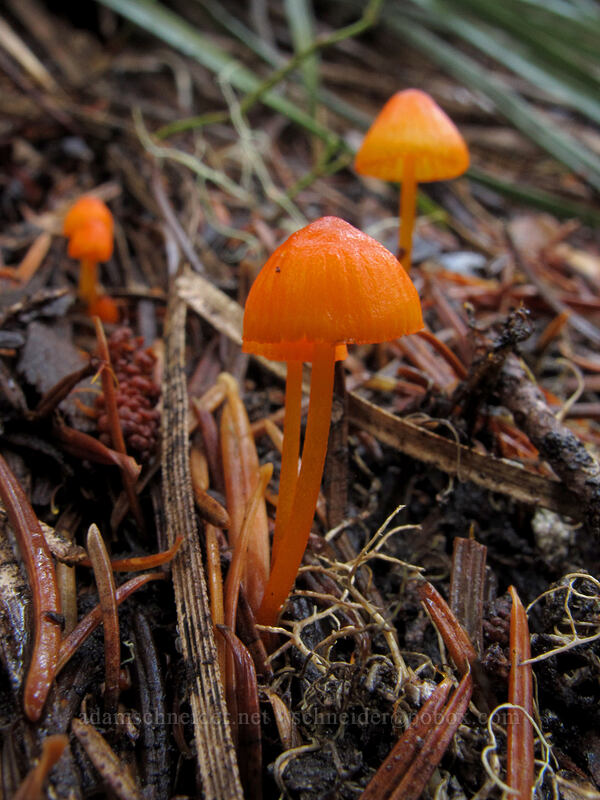 tiny orange mushrooms [Pacific Crest Trail, Indian Heaven Wilderness, Skamania County, Washington]