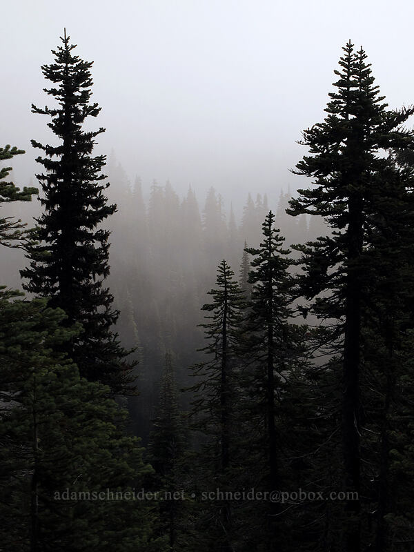 clouds & fir trees [East Crater, Indian Heaven Wilderness, Skamania County, Washington]