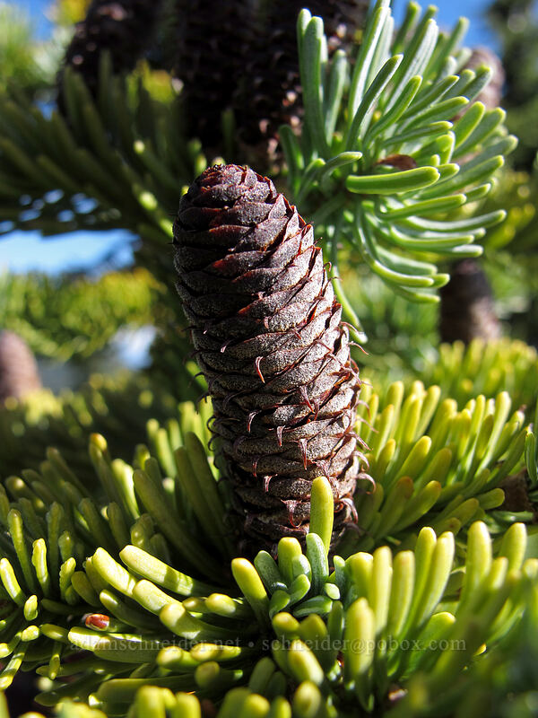 fir cone (Abies sp.) [East Crater, Indian Heaven Wilderness, Skamania County, Washington]