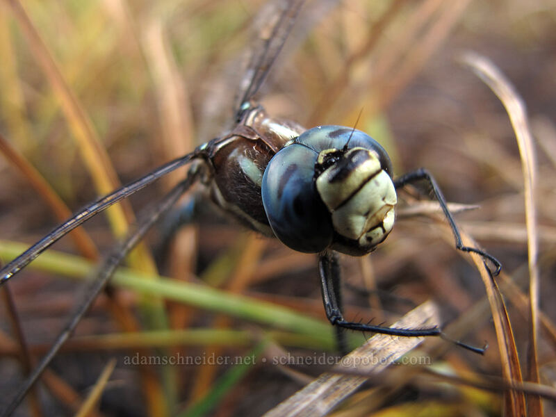dragonfly (blue-eyed darner) (Rhionaeschna multicolor (Aeshna multicolor)) [Thomas Lake Trail, Indian Heaven Wilderness, Skamania County, Washington]