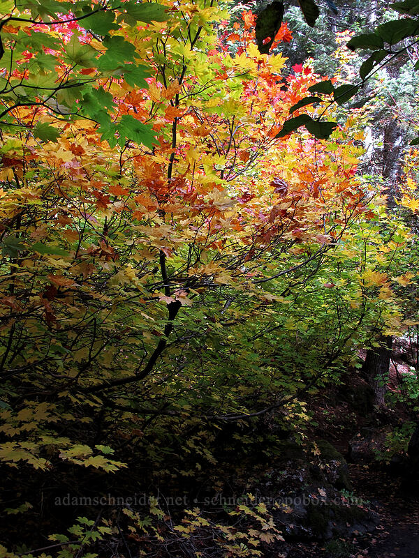 fall colors (vine maples) (Acer circinatum) [Tamanawas Falls Trail, Mt. Hood National Forest, Hood River County, Oregon]