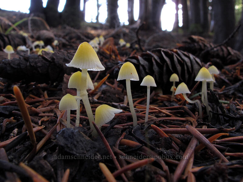 tiny mushrooms (Mycena sp.) [Umbrella Falls Trail, Mt. Hood National Forest, Hood River County, Oregon]
