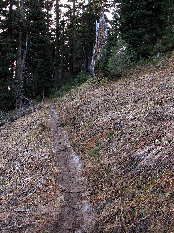 snow-flattened vegetation [Umbrella Falls Trail, Mt. Hood National Forest, Hood River County, Oregon]