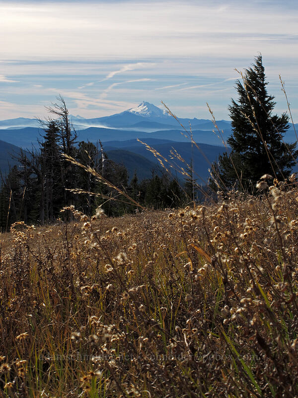 grass & Mt. Jefferson [above White River Canyon, Mt. Hood National Forest, Hood River County, Oregon]