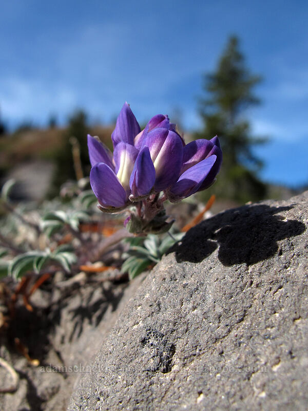dwarf lupine (Lupinus lepidus var. lobbii) [Timberline Trail, Richard L. Kohnstamm Wilderness, Hood River County, Oregon]