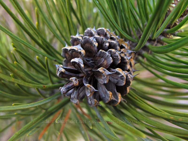 whitebark pine cone (Pinus albicaulis) [Timberline Trail, Mt. Hood National Forest, Hood River County, Oregon]