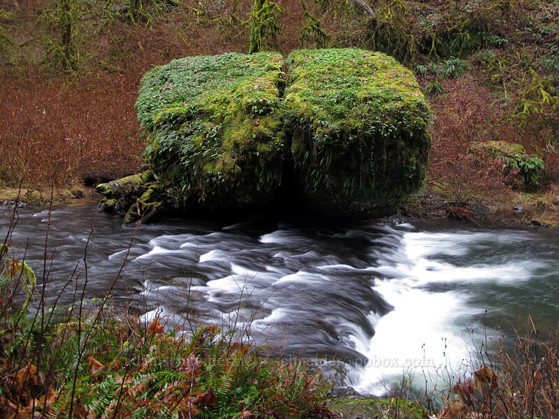 mossy boulder [Canyon Trail, Silver Falls State Park, Marion County, Oregon]