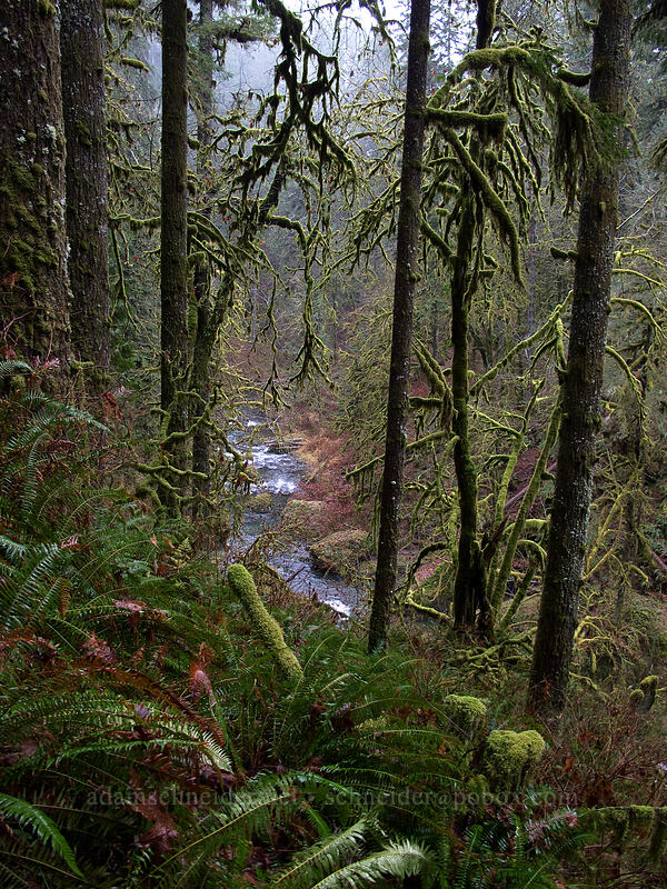 winter forest [Canyon Trail, Silver Falls State Park, Marion County, Oregon]