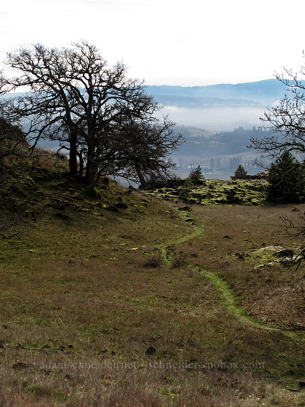 oak trees & the trail [The Labyrinth, Klickitat County, Washington]