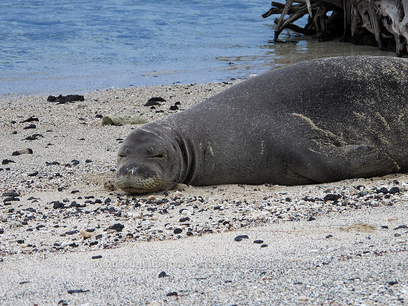 Hawaiian monk seal (Monachus schauinslandi) [Makalawena Beach, Kekaha Kai State Park, Big Island, Hawaii]