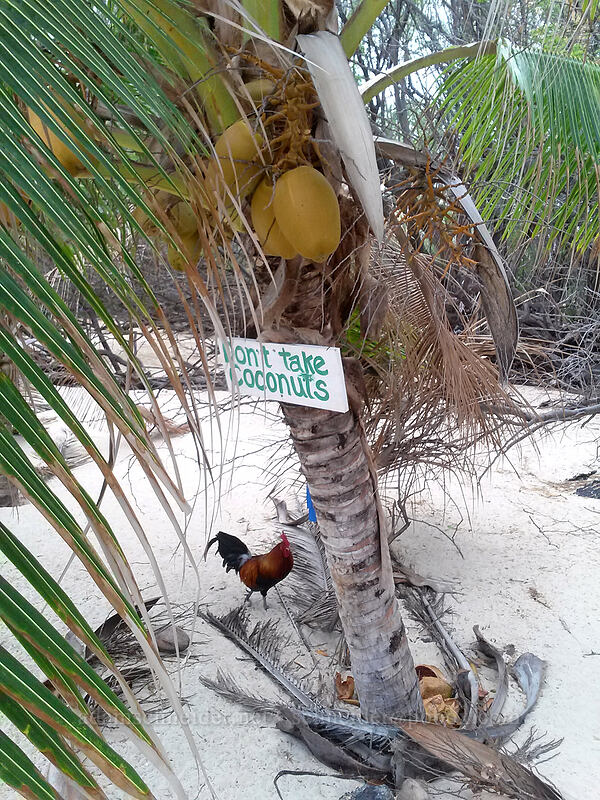 Don't Take Coconuts [Makalawena Beach, Kekaha Kai State Park, Big Island, Hawaii]