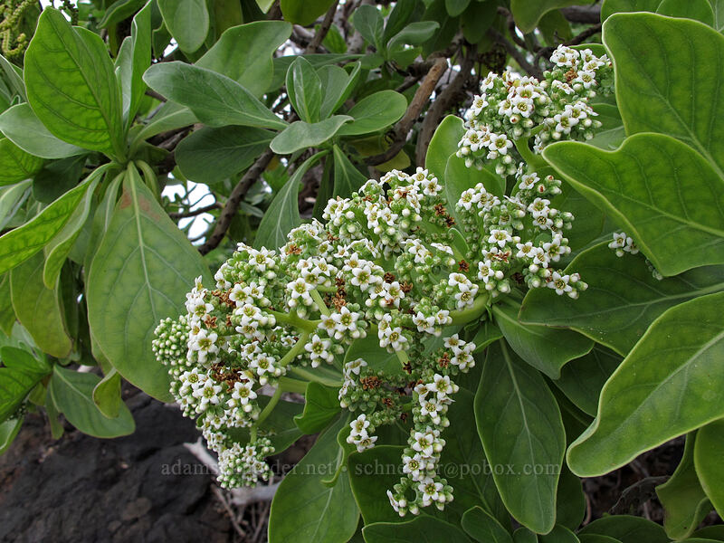 tree heliotrope (Heliotropium foertherianum (Tournefortia argentea)) [Mahai'ula Bay, Kekaha Kai State Park, Big Island, Hawaii]