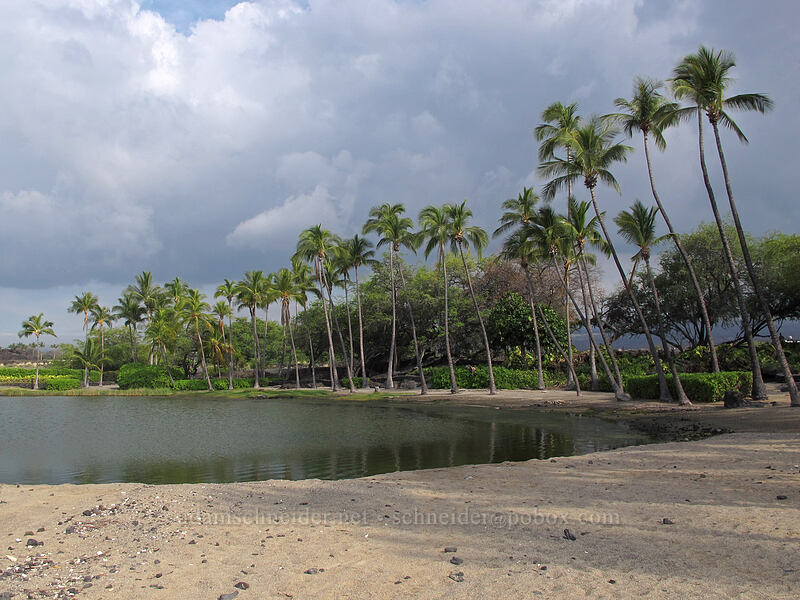 palm trees & fishpond [Anaeho'omalu Bay, Kona Coast, Big Island, Hawaii]