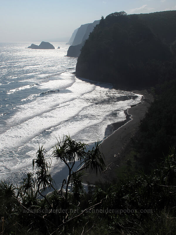 Pololu Beach & cliffs beyond [Pololu Trail, Kohala Forest Reserve, Big Island, Hawaii]