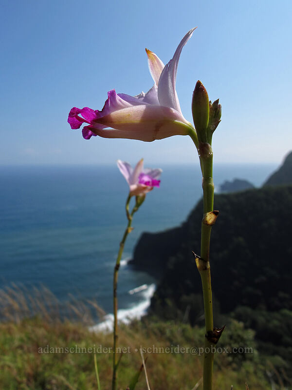 bamboo orchids (Arundina graminifolia) [Pololu Trail, Kohala Forest Reserve, Big Island, Hawaii]