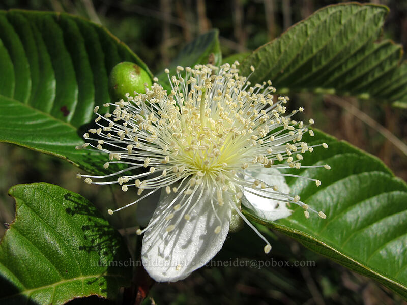 guava flower (Psidium guajava) [Pololu Trail, Kohala Forest Reserve, Big Island, Hawaii]
