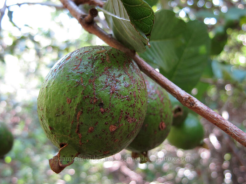 wild guava (Psidium guajava) [Pololu Trail, Kohala Forest Reserve, Big Island, Hawaii]