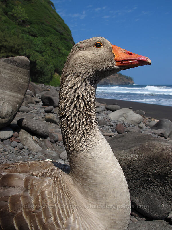 goose on the beach (Anser anser) [Pololu Trail, Kohala Forest Reserve, Big Island, Hawaii]