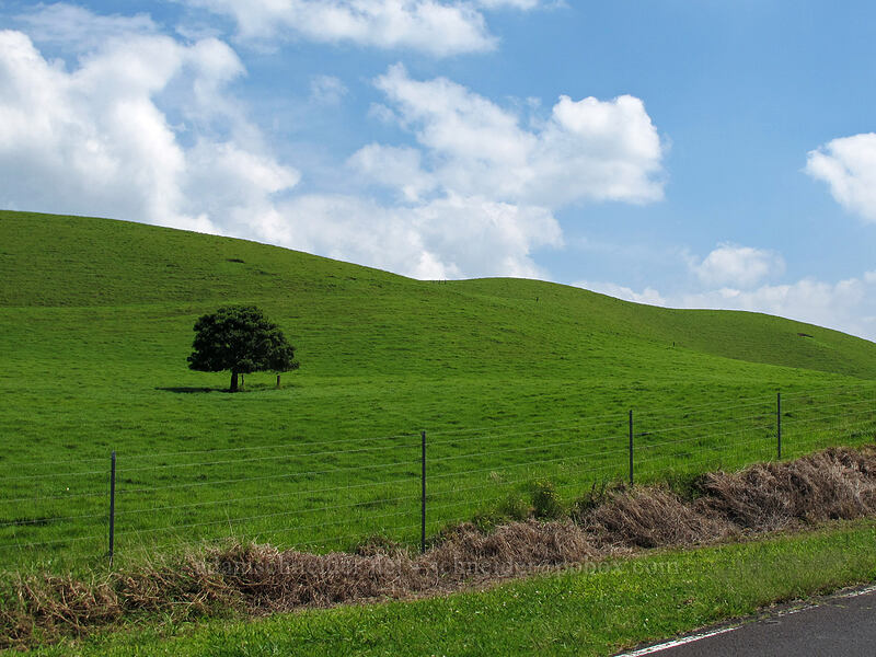 lone tree & green hills [Kohala Mountain Road, North Kohala District, Big Island, Hawaii]