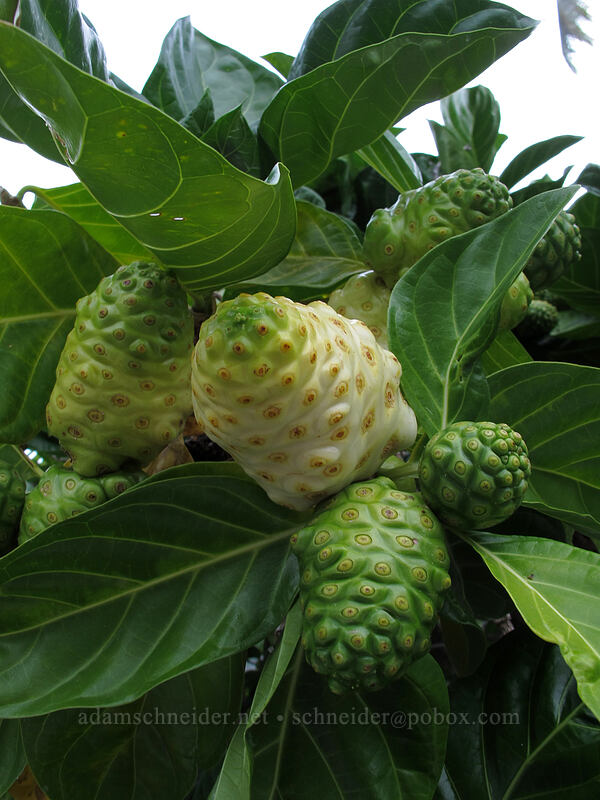 noni fruit (Morinda citrifolia) [Pu'uhonua o Honaunau National Historical Park, Honaunau, Big Island, Hawaii]