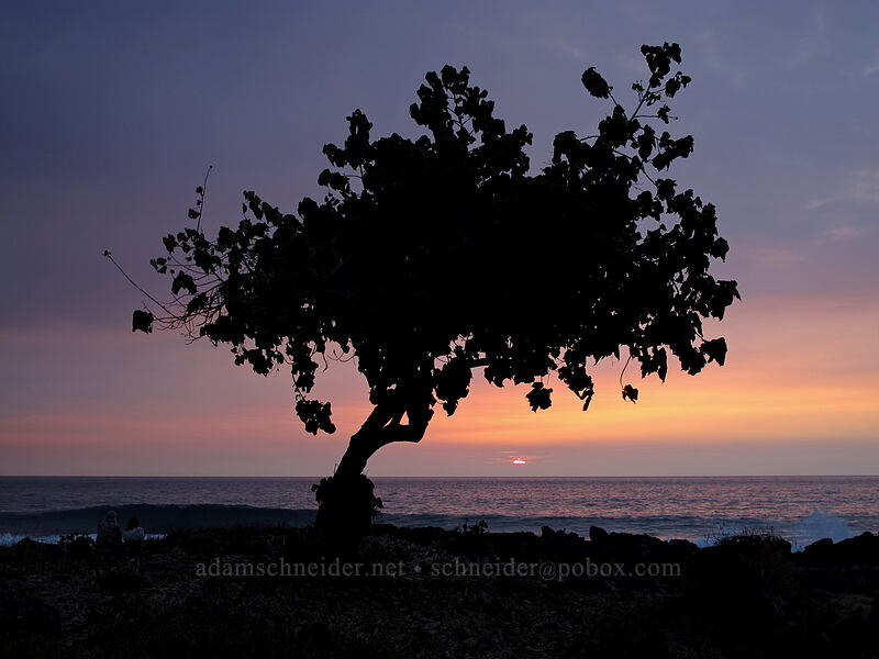 coastal tree at sunset [White Sands Beach Park, Kona Coast, Big Island, Hawaii]