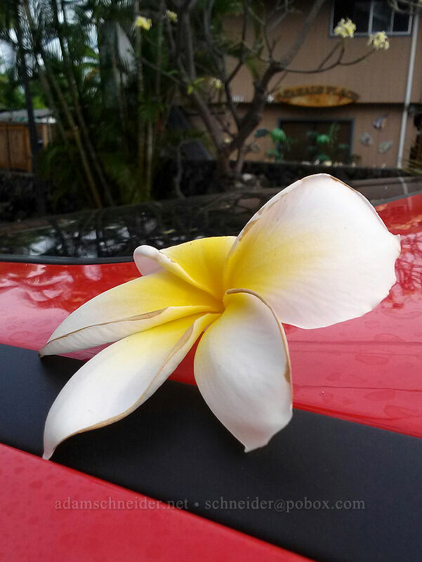 plumeria flower on the rental car [Nahale Place, Kona Coast, Big Island, Hawaii]