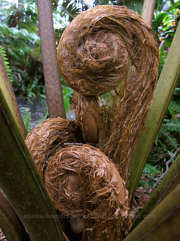 pulu-covered tree fern fiddleheads (hapu'u) (Cibotium sp.) [Volcano House, Hawaii Volcanoes National Park, Big Island, Hawaii]