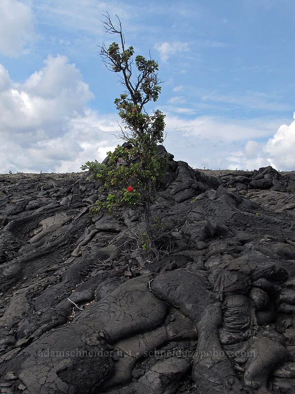 'ohi'a lehua & pahoehoe lava (Metrosideros polymorpha) [Chain of Craters Road, Hawaii Volcanoes National Park, Big Island, Hawaii]