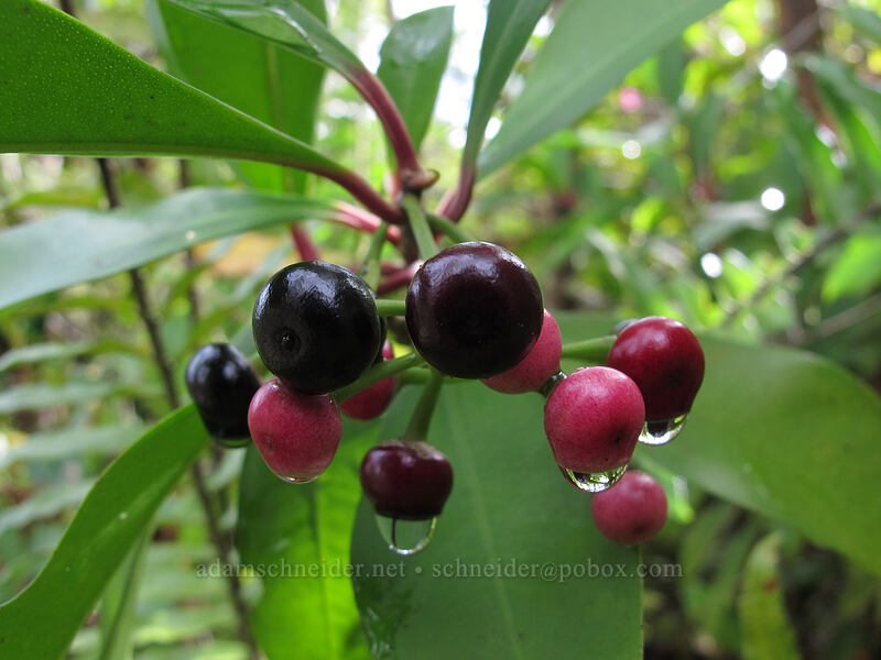 inkberry (Ardisia elliptica) ['Akaka Falls State Park, Honomu, Big Island, Hawaii]