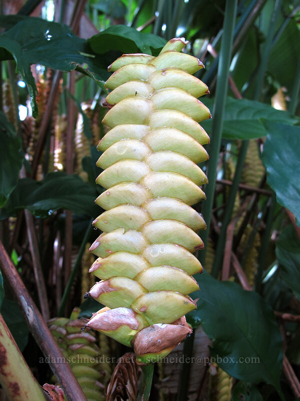 rattlesnake plant (Calathea crotalifera) ['Akaka Falls State Park, Honomu, Big Island, Hawaii]
