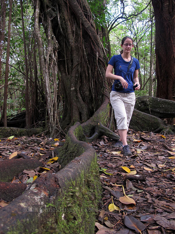 fig roots [Nature Trail, Kalopa State Recreation Area, Big Island, Hawaii]