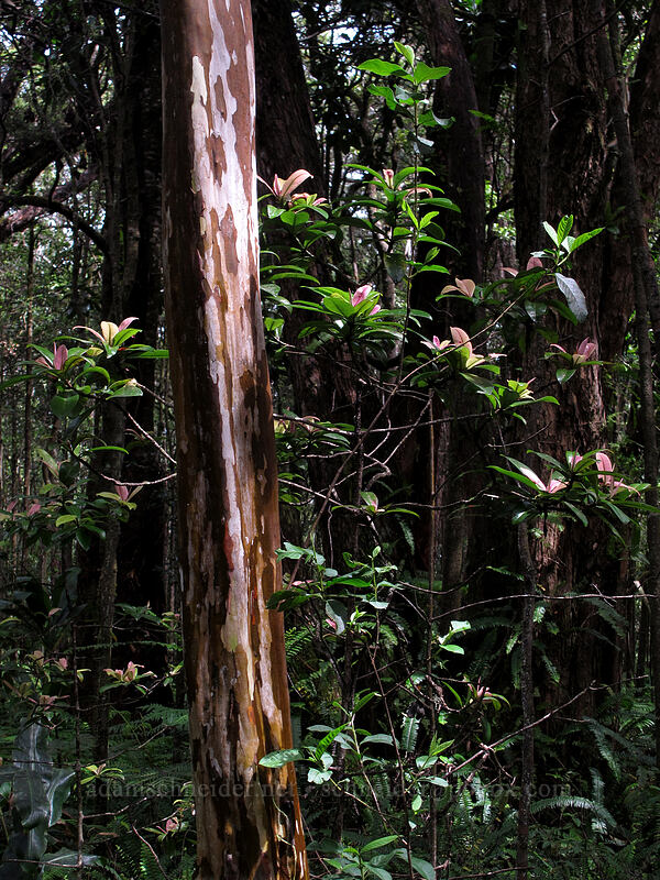 guava trunk & colorful leaves (Psidium guajava) [Nature Trail, Kalopa State Recreation Area, Big Island, Hawaii]