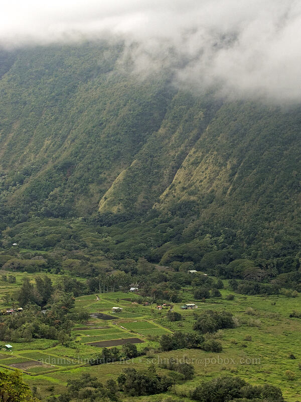 taro fields in Waipi'o Valley [Waipi'o Valley Road, Waipi'o, Big Island, Hawaii]
