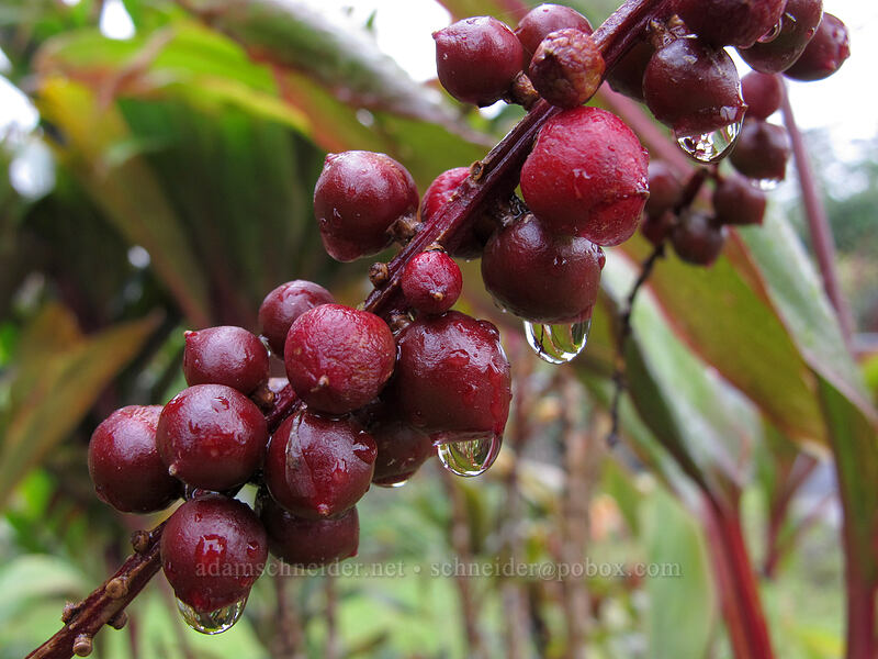 ti berries (Cordyline fruticosa) [Lava Tree State Monument, Pahoa, Big Island, Hawaii]