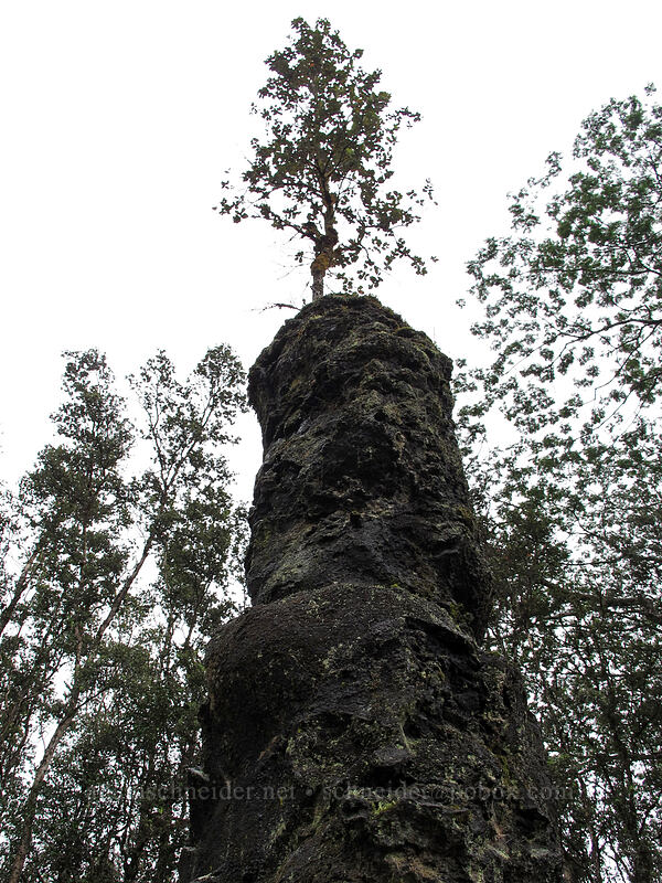 lava tree mold [Lava Tree State Monument, Pahoa, Big Island, Hawaii]