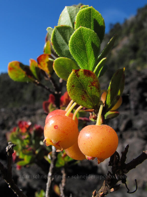 'ohelo 'ai berries (Vaccinium reticulatum) [Kilauea Iki Crater, Hawaii Volcanoes National Park, Big Island, Hawaii]