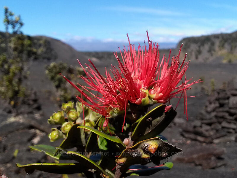 'ohi'a lehua flower [Kilauea Iki Crater, Hawaii Volcanoes National Park, Big Island, Hawaii]