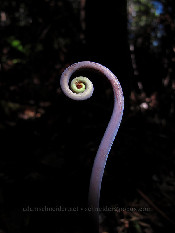 uluhe fiddlehead (Dicranopteris linearis) [Kilauea Iki Trail, Hawaii Volcanoes National Park, Big Island, Hawaii]