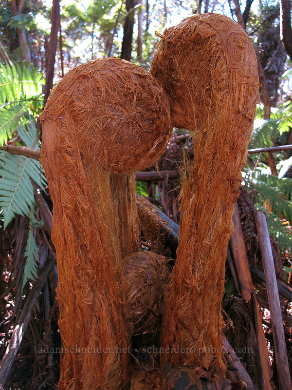 pulu-covered tree fern fiddleheads (hapu'u) (Cibotium sp.) [Kilauea Iki Trail, Hawaii Volcanoes National Park, Big Island, Hawaii]