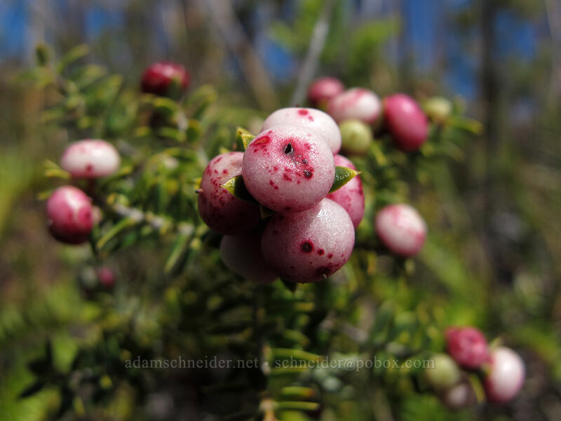 pukiawe berries (Leptecophylla tameiameiae (Styphelia tameiameiae)) [Sulphur Banks Trail, Hawaii Volcanoes National Park, Big Island, Hawaii]