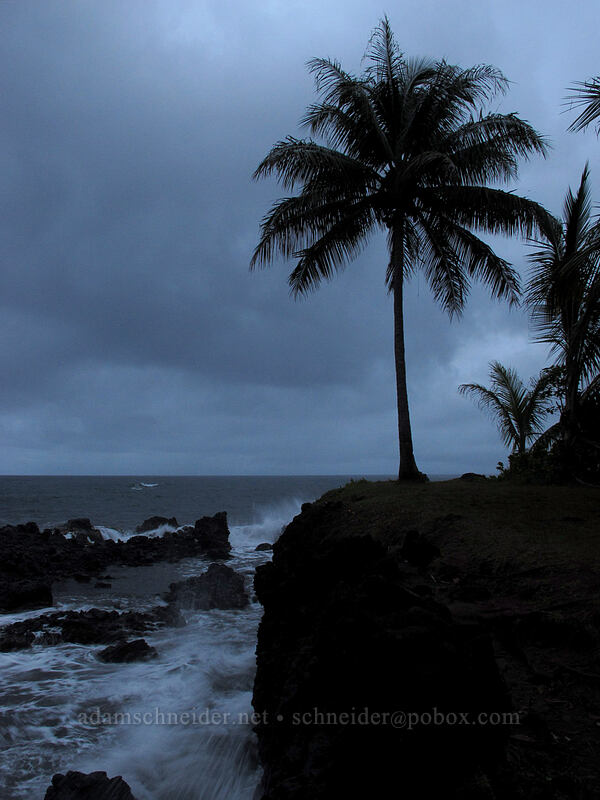 palm tree & darkening sky [Onomea Bay, South Hilo District, Big Island, Hawaii]