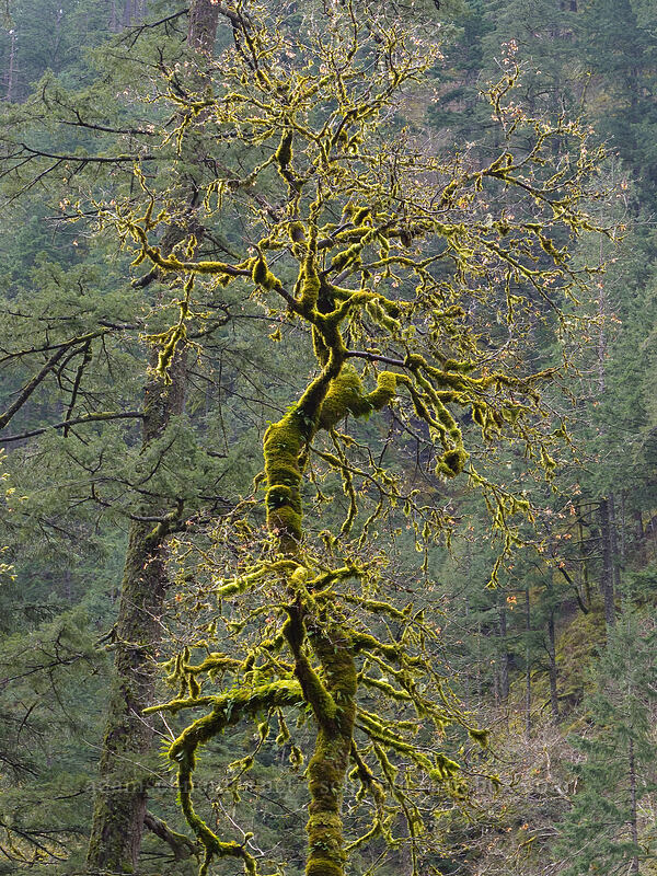 mossy tree [Eagle Creek Trail, Columbia River Gorge, Hood River County, Oregon]
