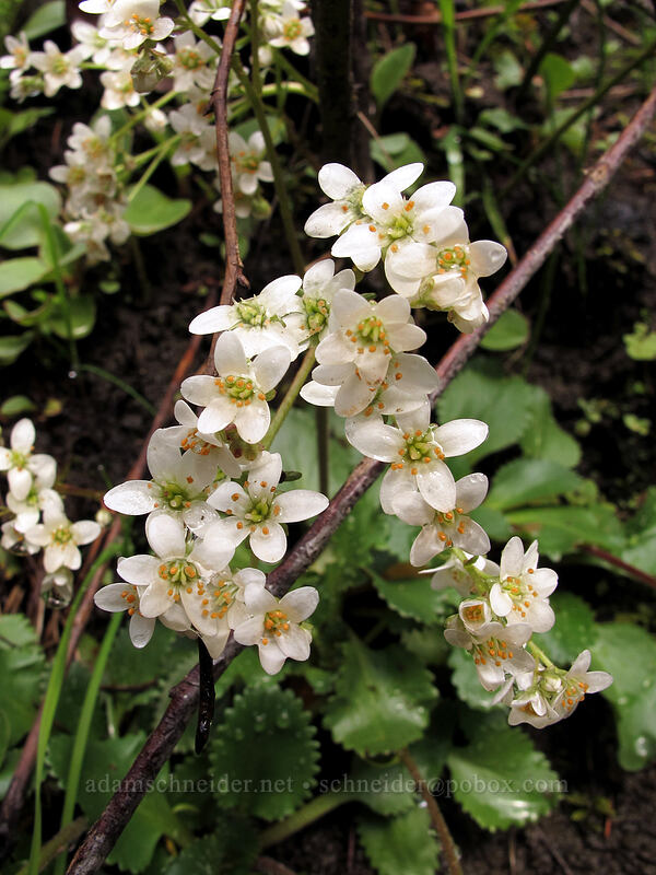 rusty-hair saxifrage (Micranthes rufidula, Saxifraga rufidula) [Eagle Creek Trail, Columbia River Gorge, Hood River County, Oregon]