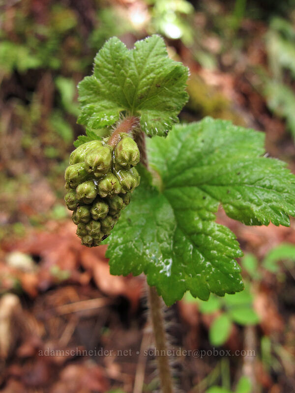 fringe cup, budding (Tellima grandiflora) [Eagle Creek Trail, Columbia River Gorge, Hood River County, Oregon]